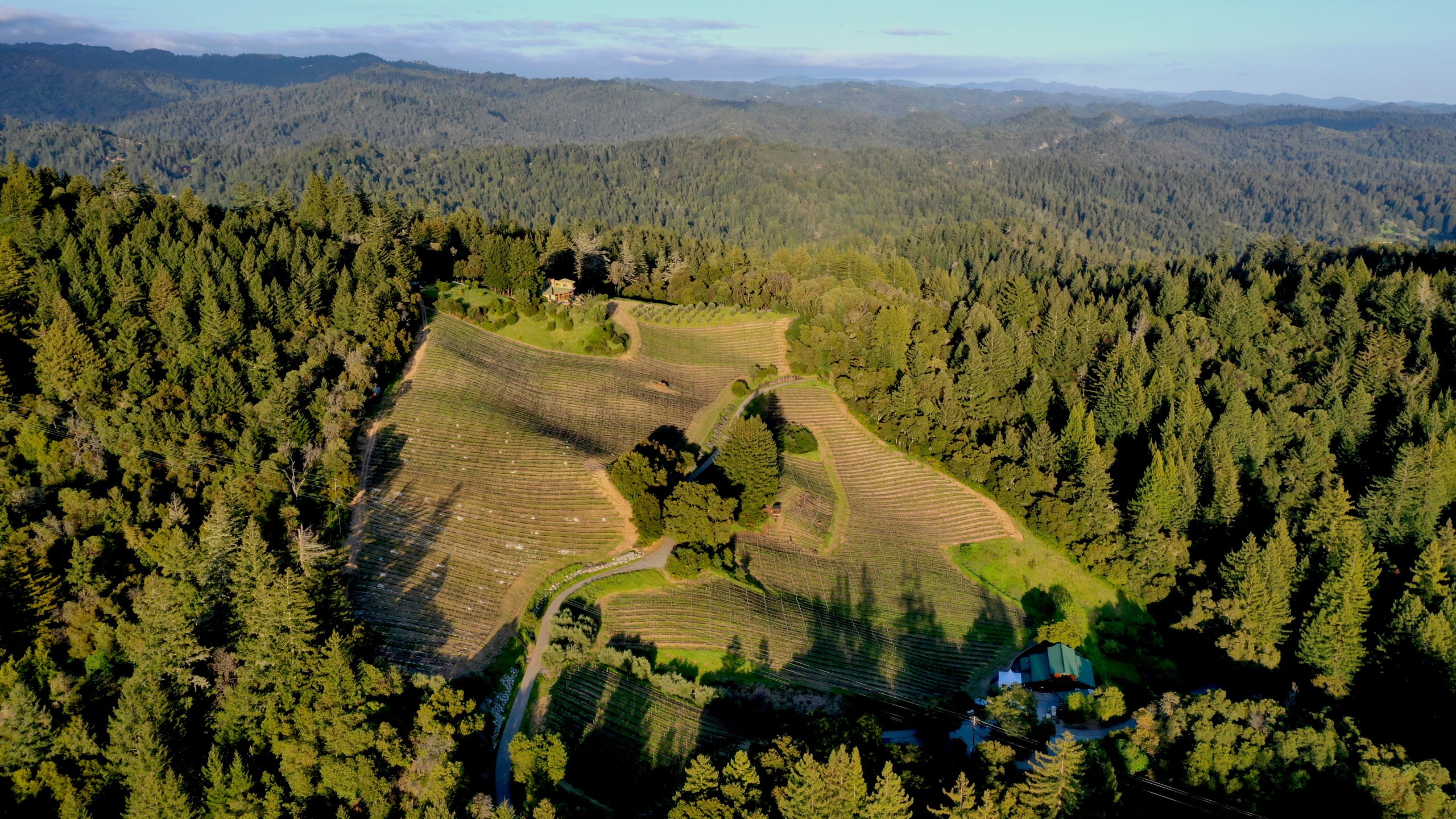 estate vineyard