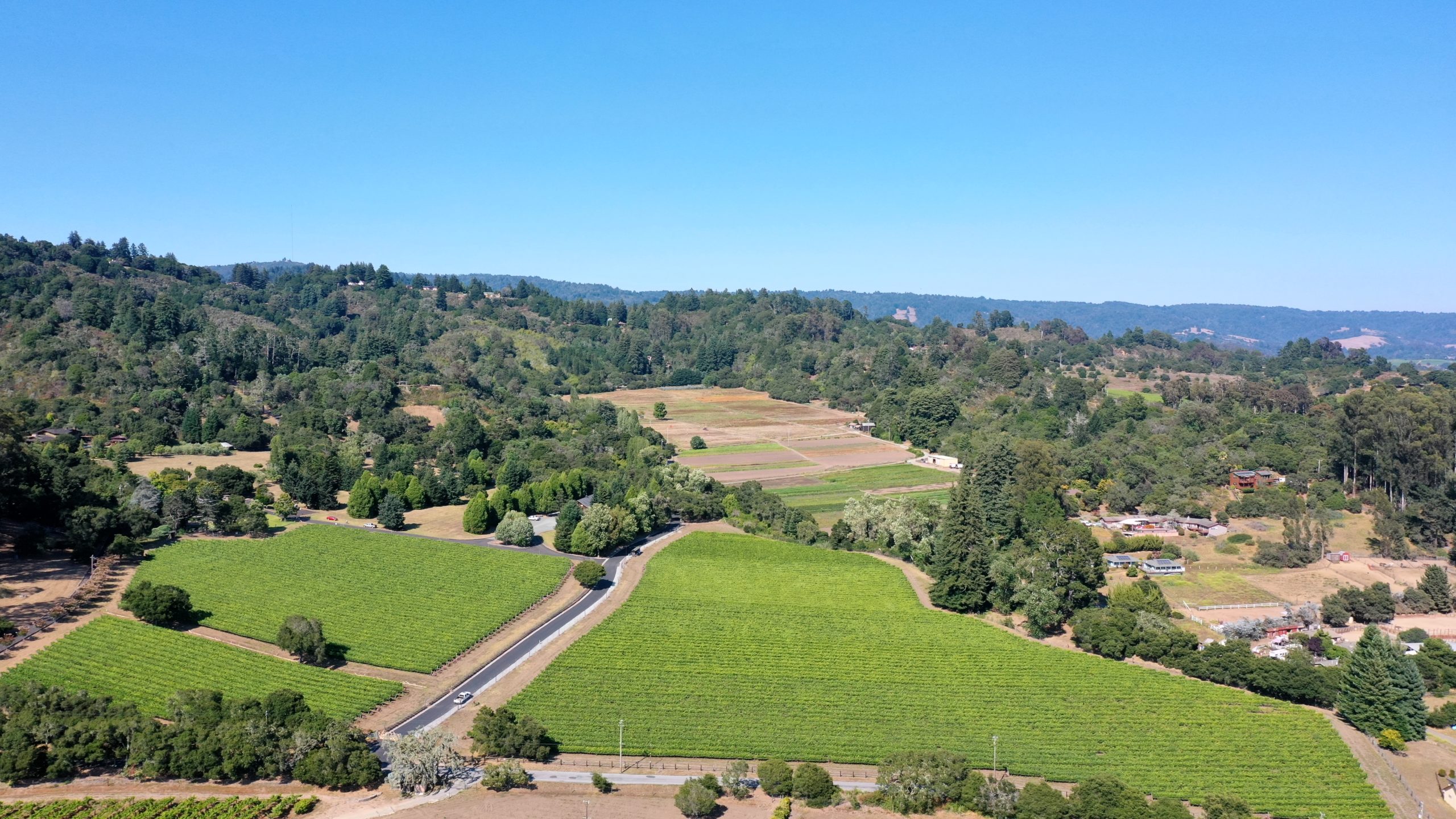 Lester Vineyard, top view