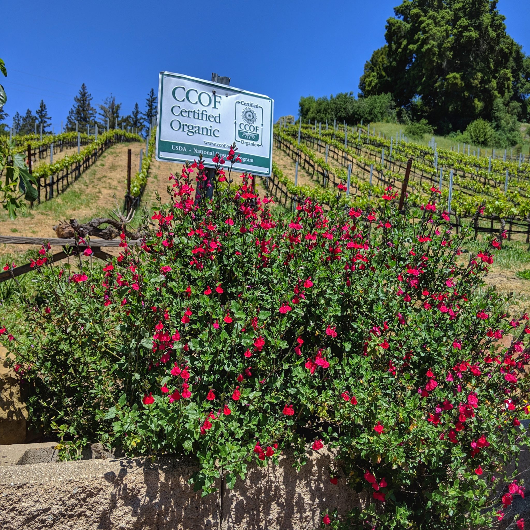 roses and certified organic sign