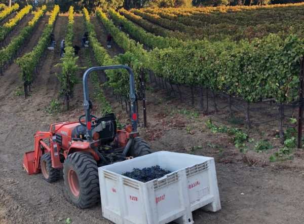 tractor with grapes