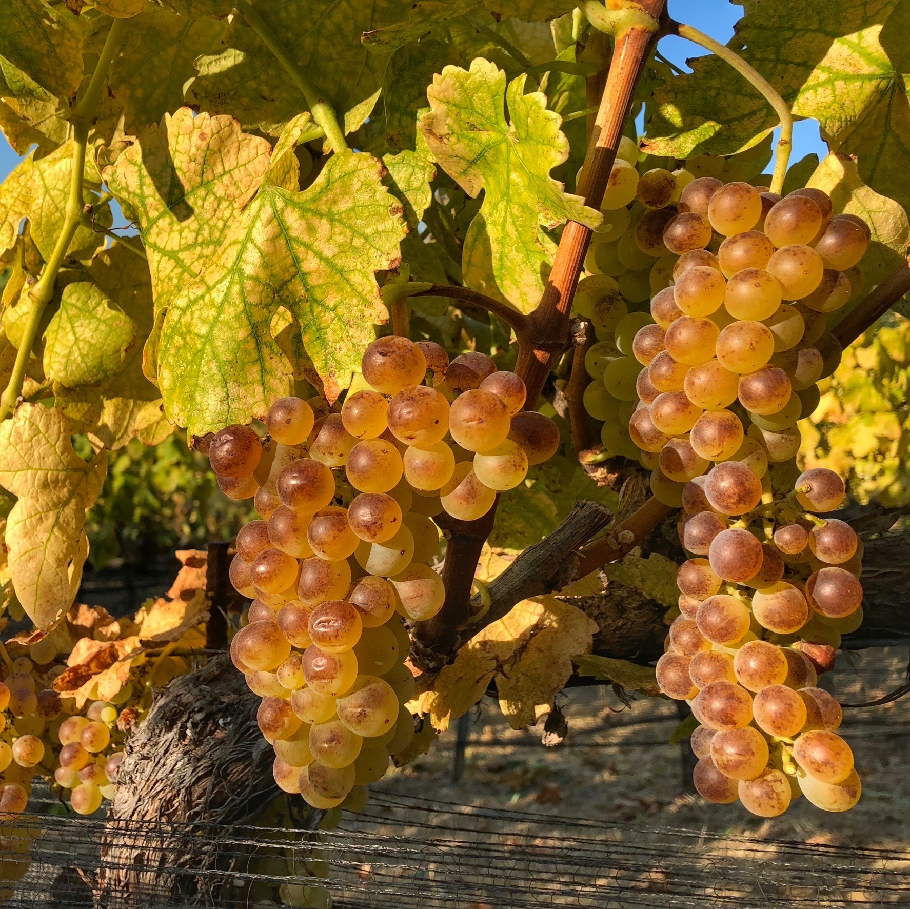 Roussanne clusters on vine