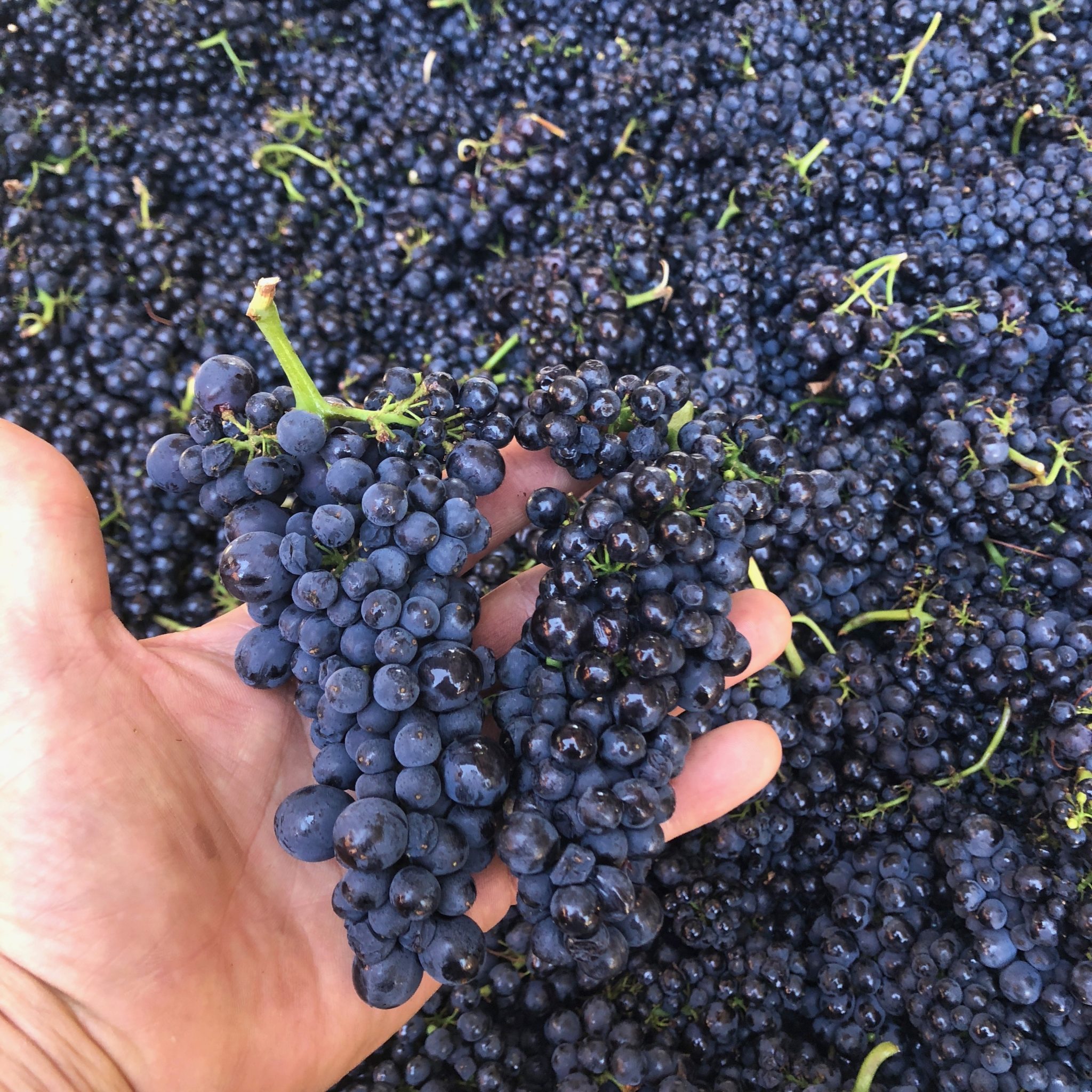 whole clusters of grapes