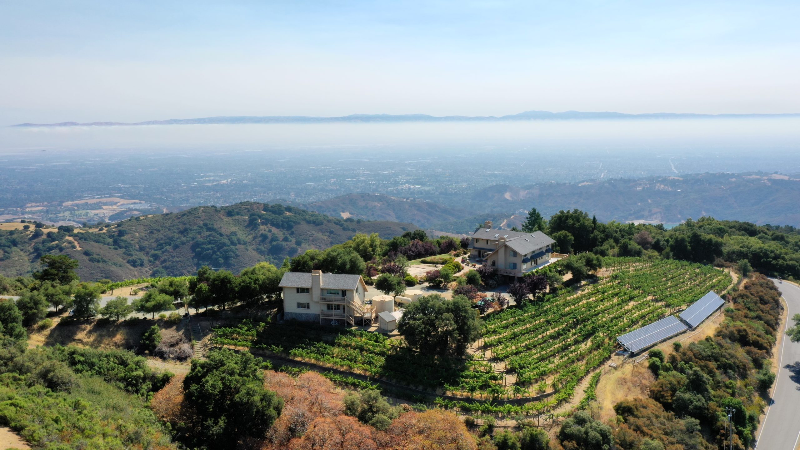 Betchart Vineyard with fog and bay in distance