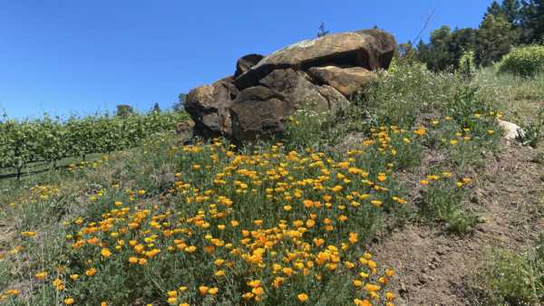 Rattlesnake Rock