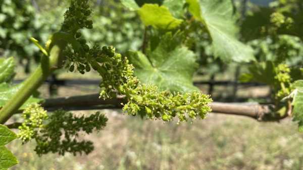 flowering grape cluster