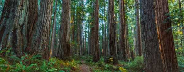 redwood trees