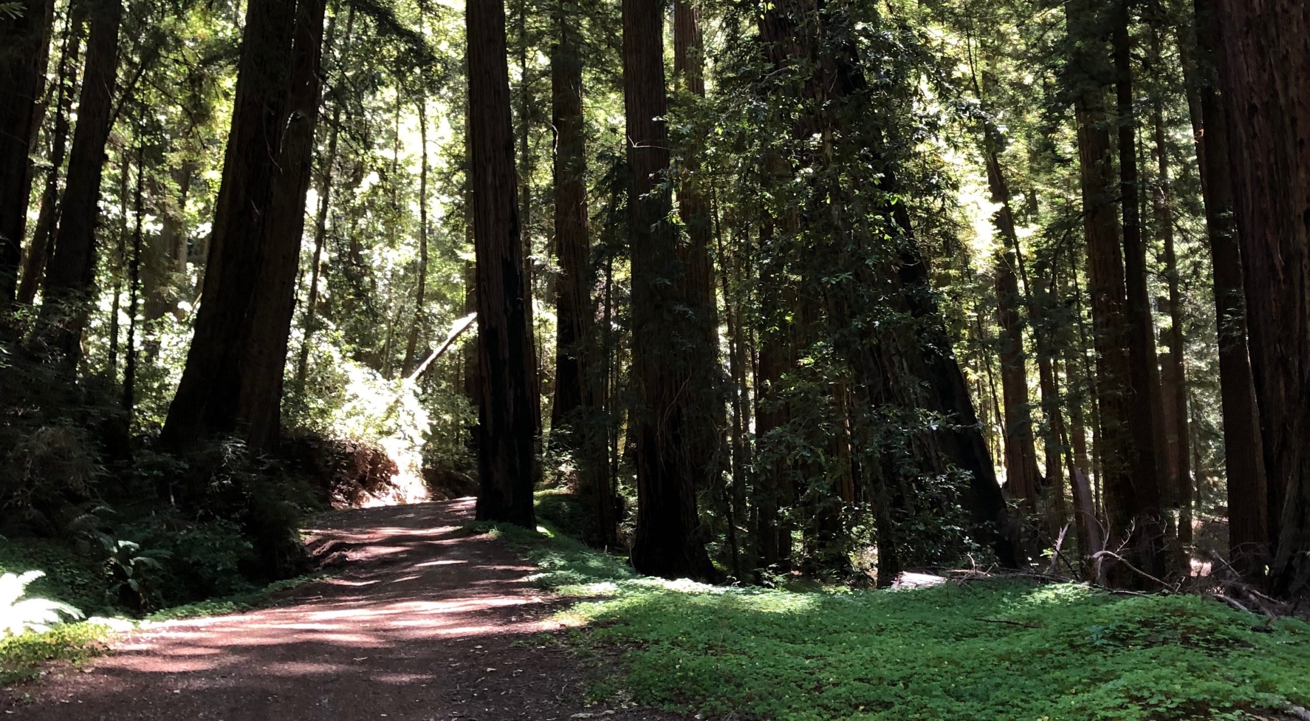 redwood forest path