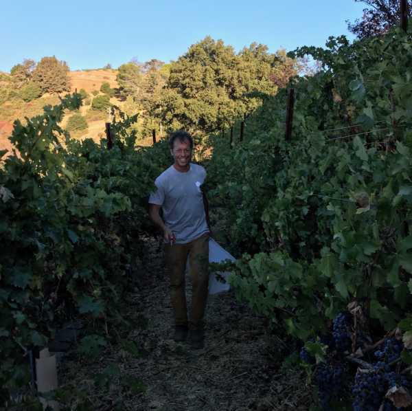 Bradley in vineyard