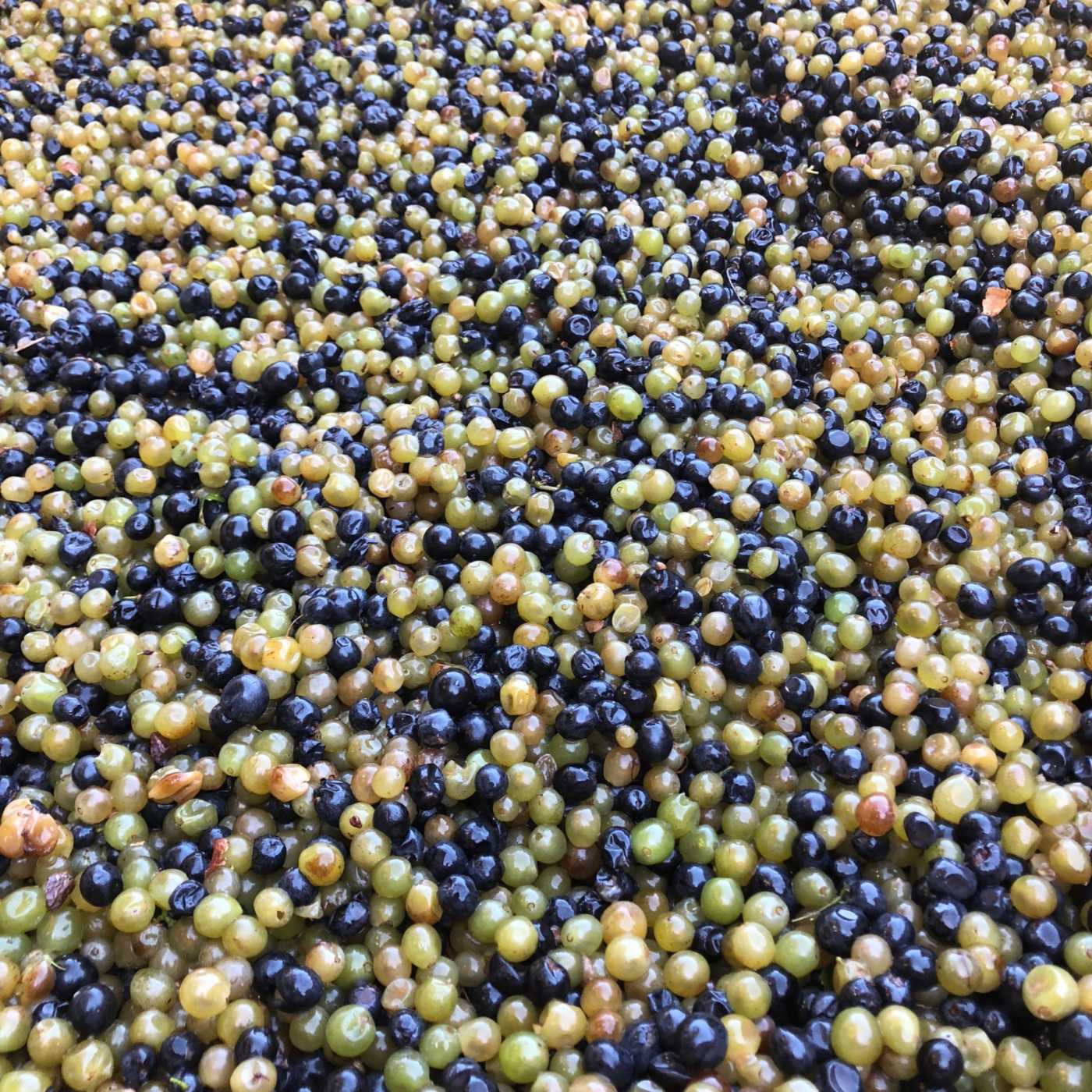 cofermenting syrah/viognier grapes