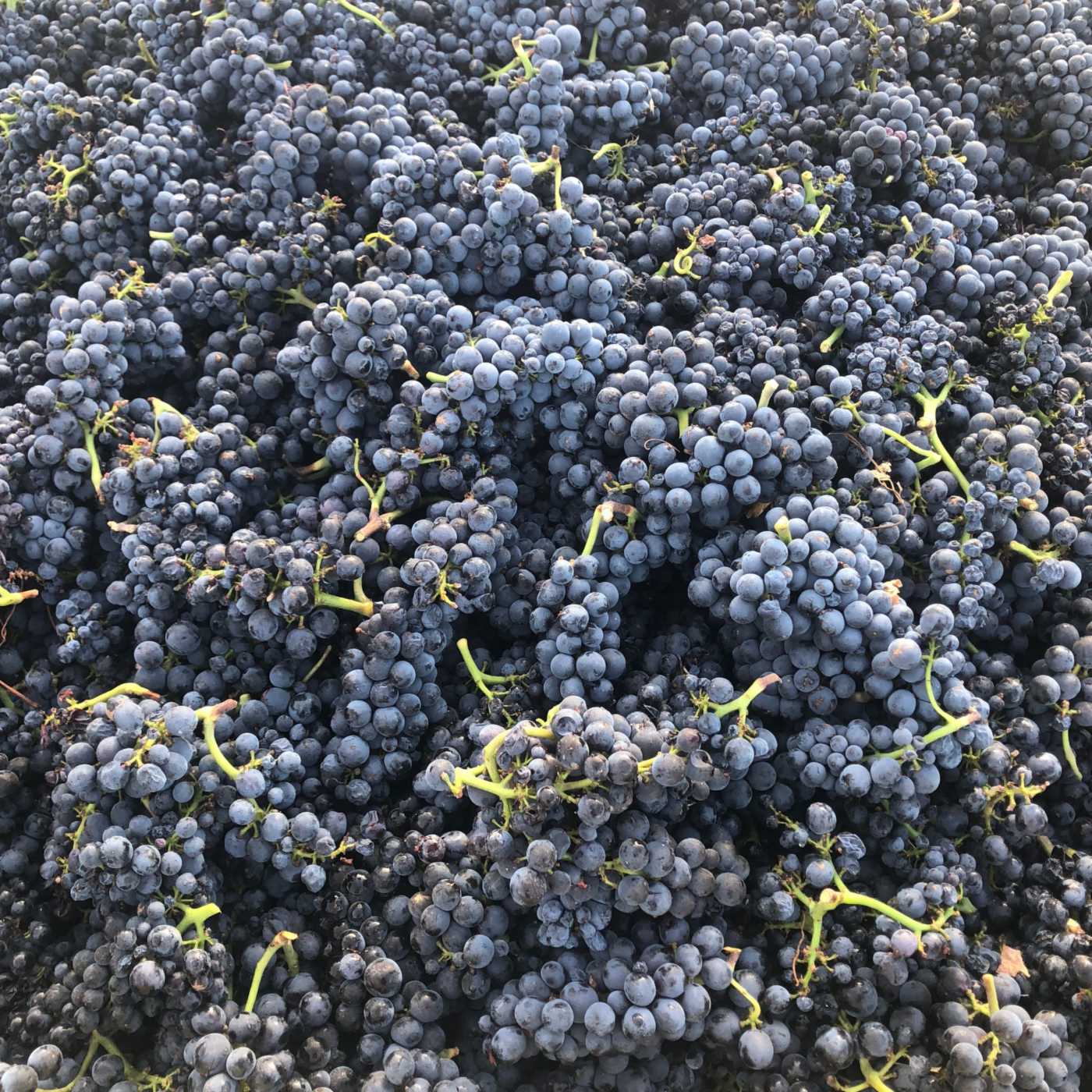 estate pinot noir grapes