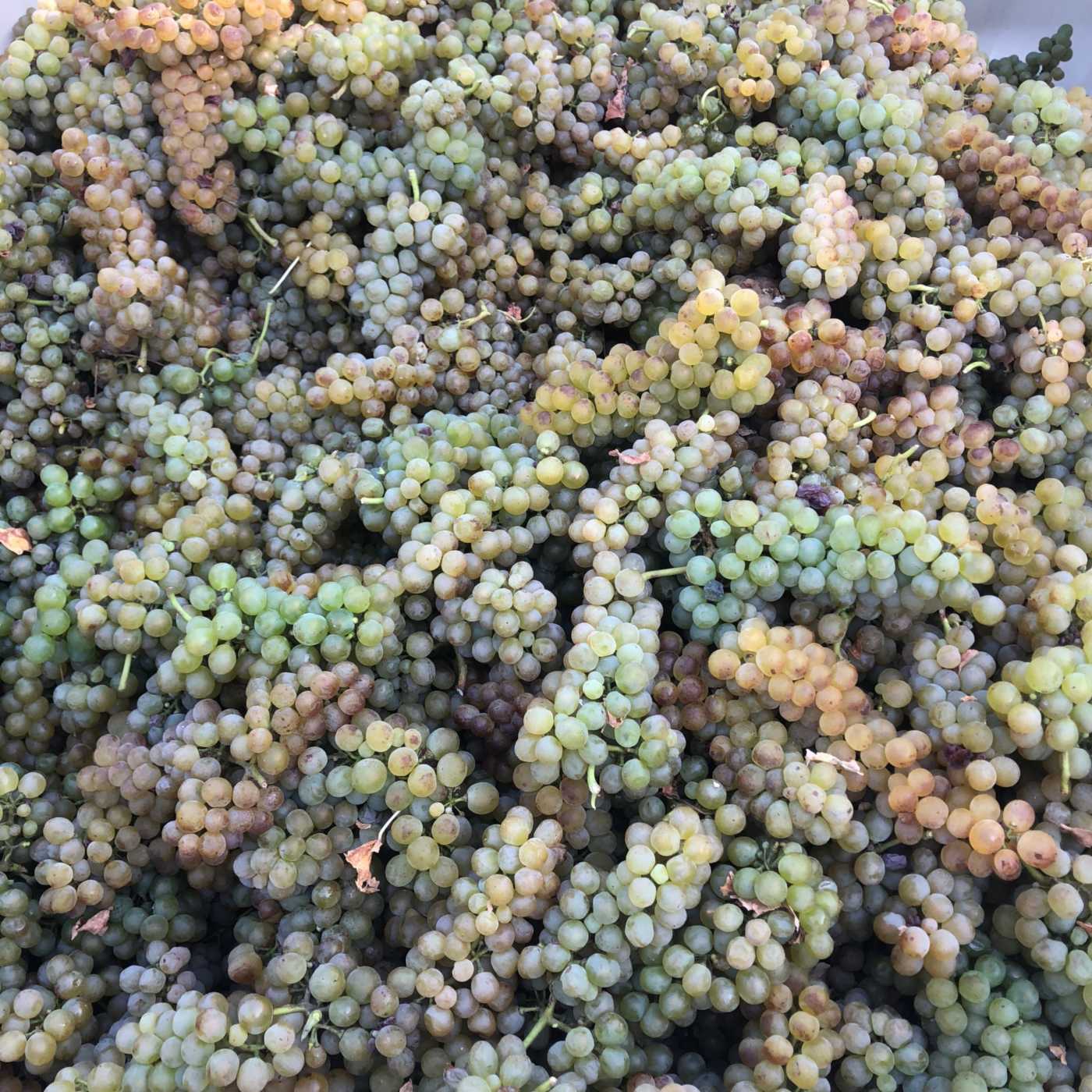 estate Roussanne grapes