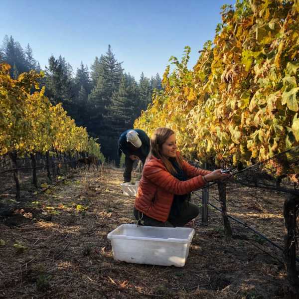 Caileen harvesting