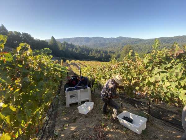 harvesting in sunshine