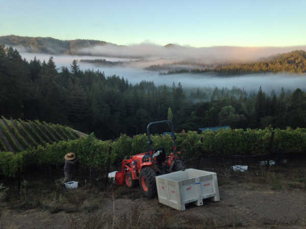 farming vineyard in fog