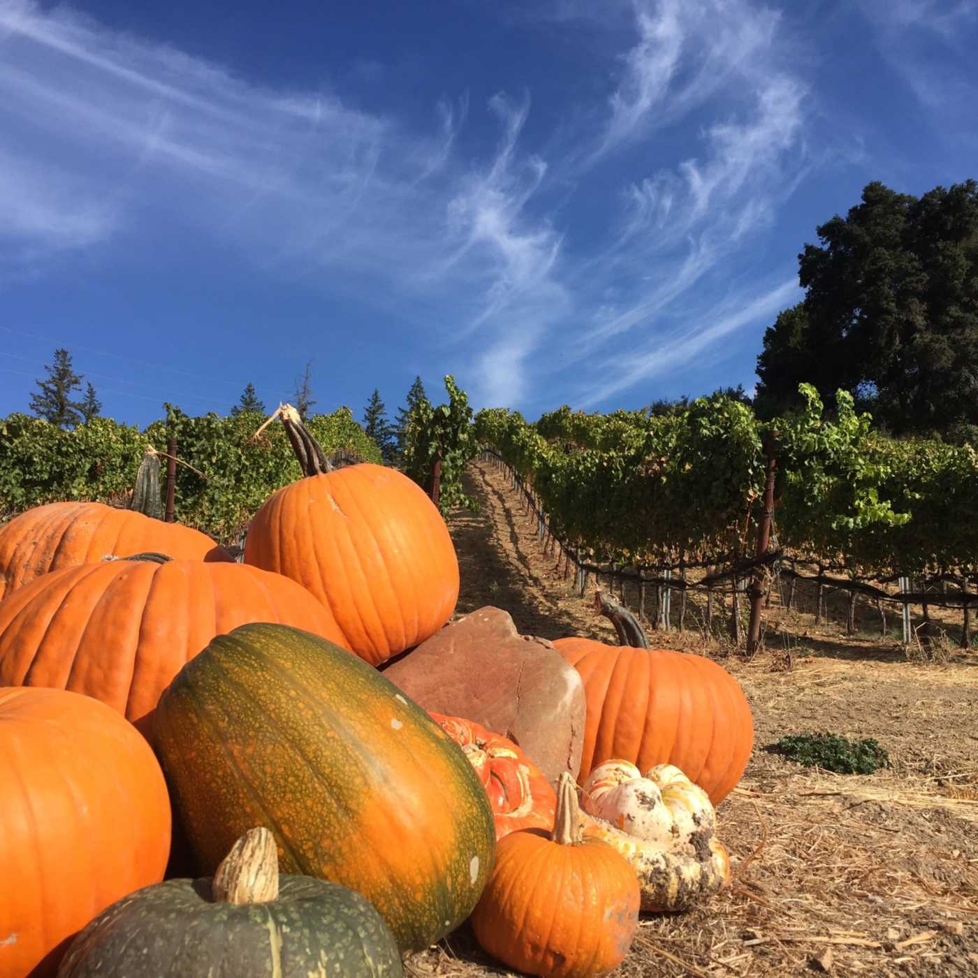 pumpkins on Rattlesnake Rock