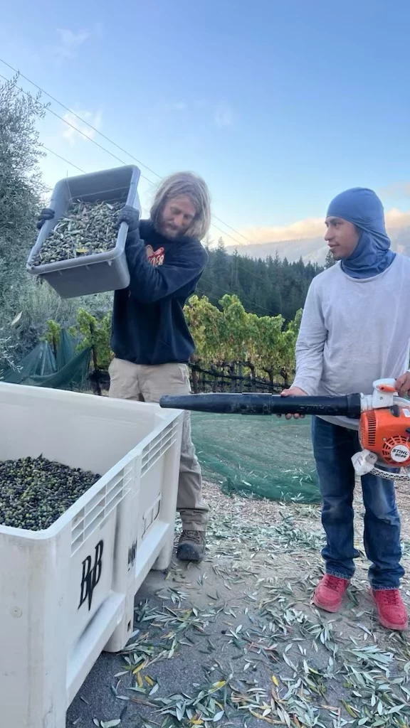 Grapes are not the only fruit we harvest on our @ccoforganic vineyard/olive orchard🫒🍇. Our dry-farmed CCOF Tuscan olives, thrive in our vineyard’s rocky, arid soil. The small olives are harvested, then cold-pressed on a stone mill at a historic facility, producing an unctuous oil with a spicy, lingering finish. 2023 Olive Oil is vailable at both Tasting Rooms—don’t miss this unique flavor! #organicoliveoil #santacruzmountains #dryfarmed #tuscanoliveoil #bigbasin #oliveoil