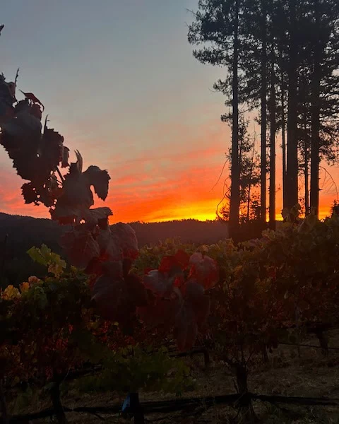 Golden hour hits differently in late October 🍂✨ Watching the sunset paint the sky over the vineyard, where autumn’s glow brings a magical calm to the Santa Cruz Mountains.🌄 #OctoberSunset #SantaCruzMountains #VineyardViews #fallmagic🍁